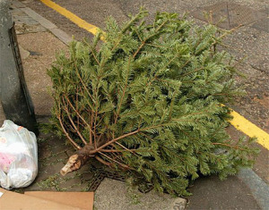Recycle your Christmas Tree